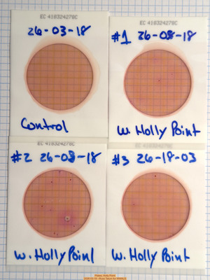 [Plates, Holly Point 2026-03-18 --Russ Tatum for WWALS]