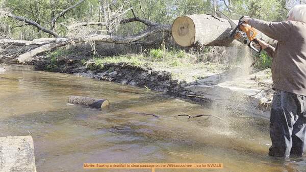 Movie: Sawing a deadfall to clear passage on the Withlacoochee --jsq for WWALS