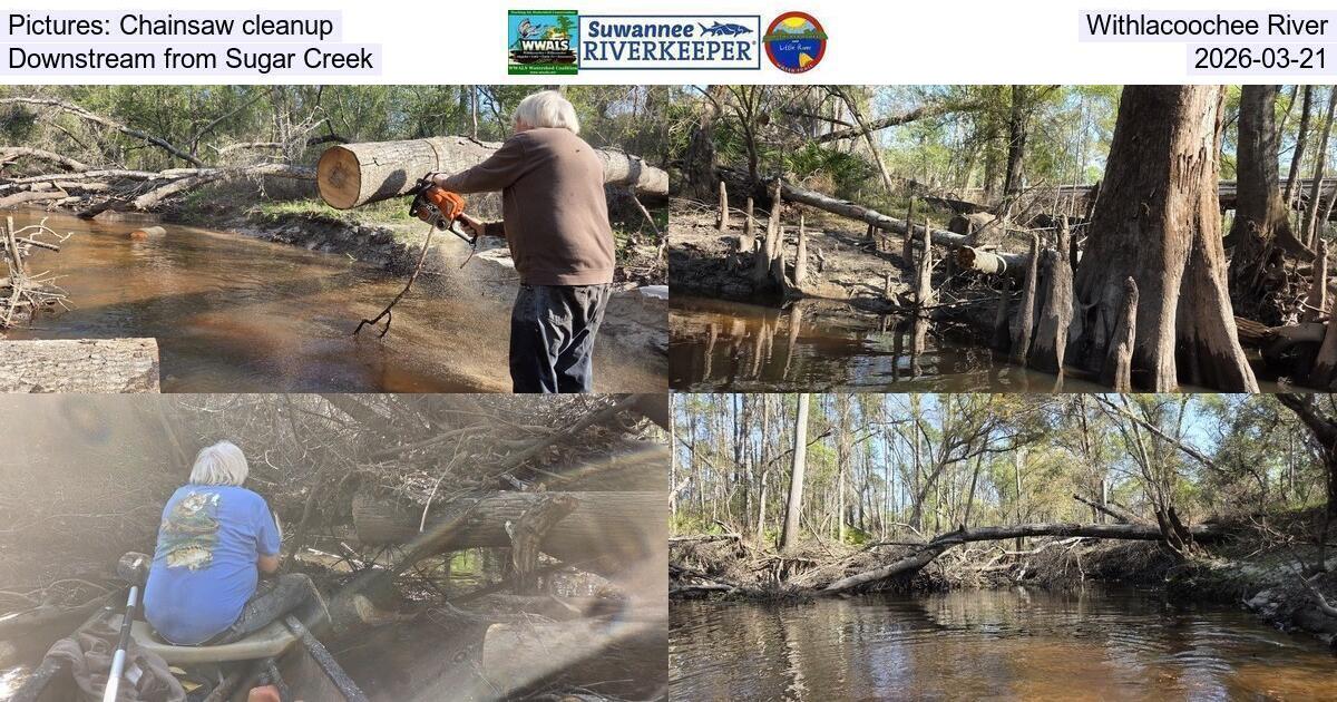 Pictures: Chainsaw cleanup, Withlacoochee River, Downstream from Sugar Creek, 2026-03-21