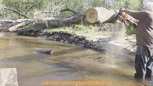 [Movie: Sawing a deadfall to clear passage on the Withlacoochee --jsq for WWALS]