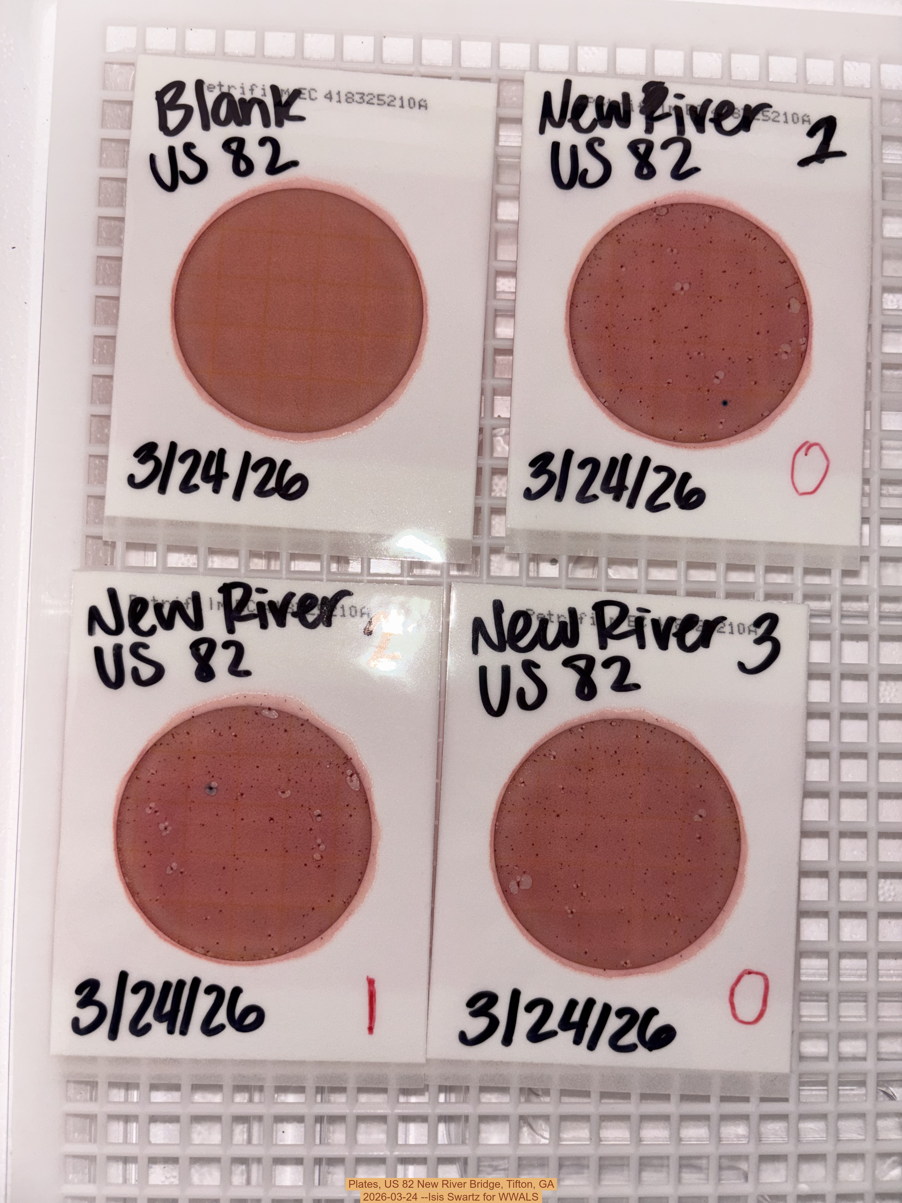 Plates, US 82 New River Bridge, Tifton, GA 2026-03-24 --Isis Swartz for WWALS