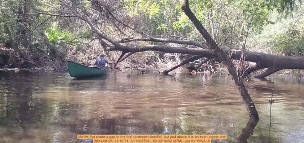 Movie: We made a gap in the first upstream deadfall, but just above it is an even bigger one, 2024-08-25, 11:16:31, 30.8905793, -83.3213432 (37M) --jsq for WWALS