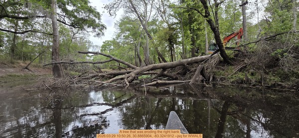 [A tree that was eroding the right bank, 2026:03:29 10:50:26, 30.8865904, -83.3241912 --jsq for WWALS]