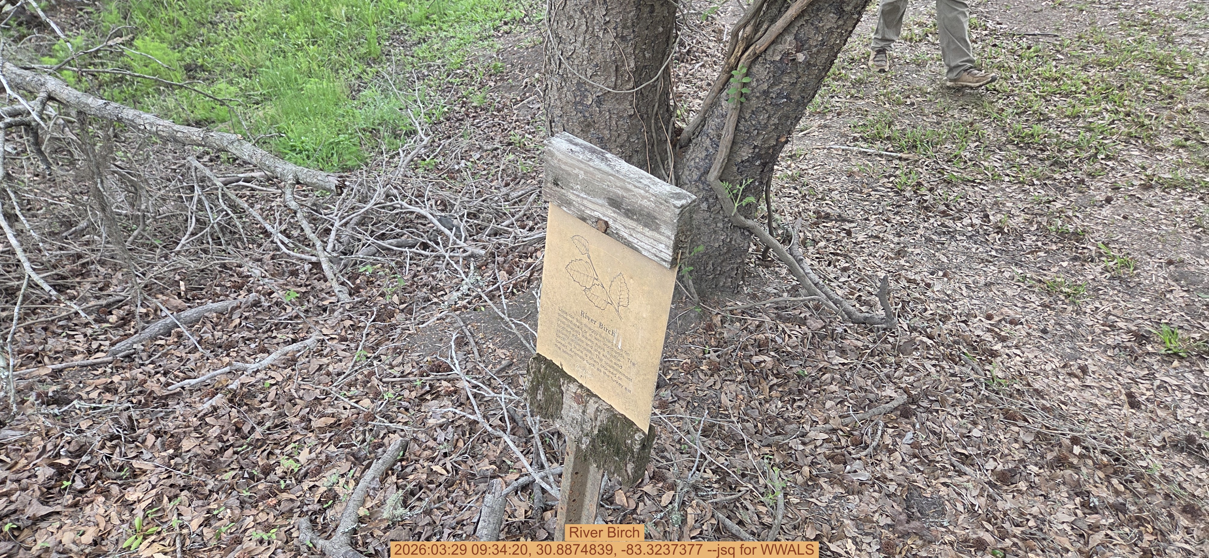 River Birch, 2026:03:29 09:34:20, 30.8874839, -83.3237377 --jsq for WWALS