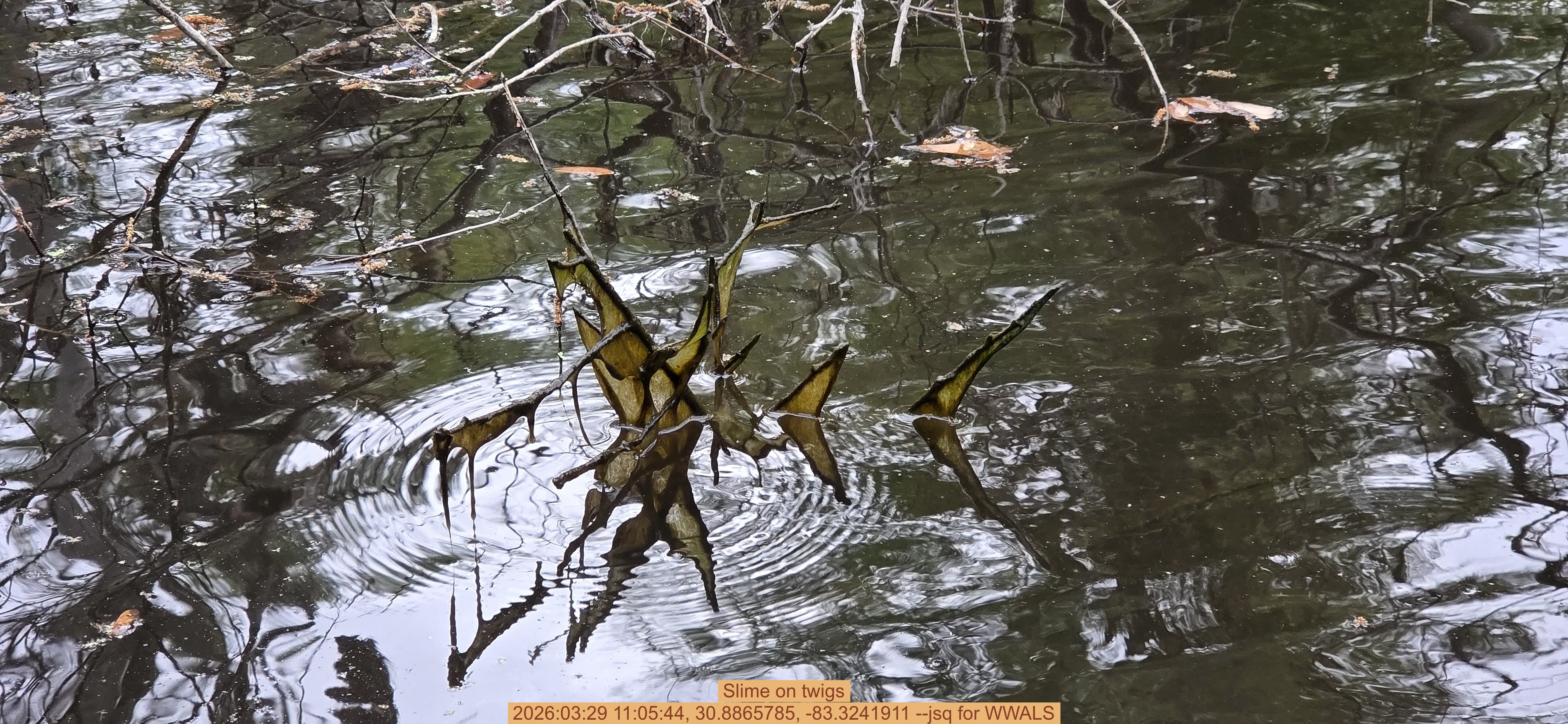 Slime on twigs, 2026:03:29 11:05:44, 30.8865785, -83.3241911 --jsq for WWALS