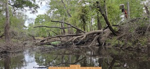 [Bucket high, 2026:03:29 11:00:08, 30.8865383, -83.3242192 --jsq for WWALS]