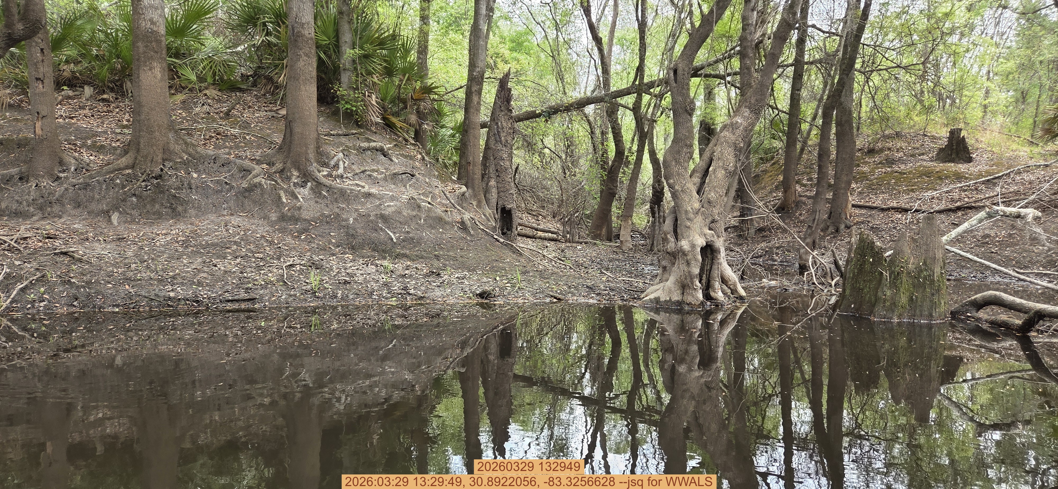 20260329 132949, 2026:03:29 13:29:49, 30.8922056, -83.3256628 --jsq for WWALS