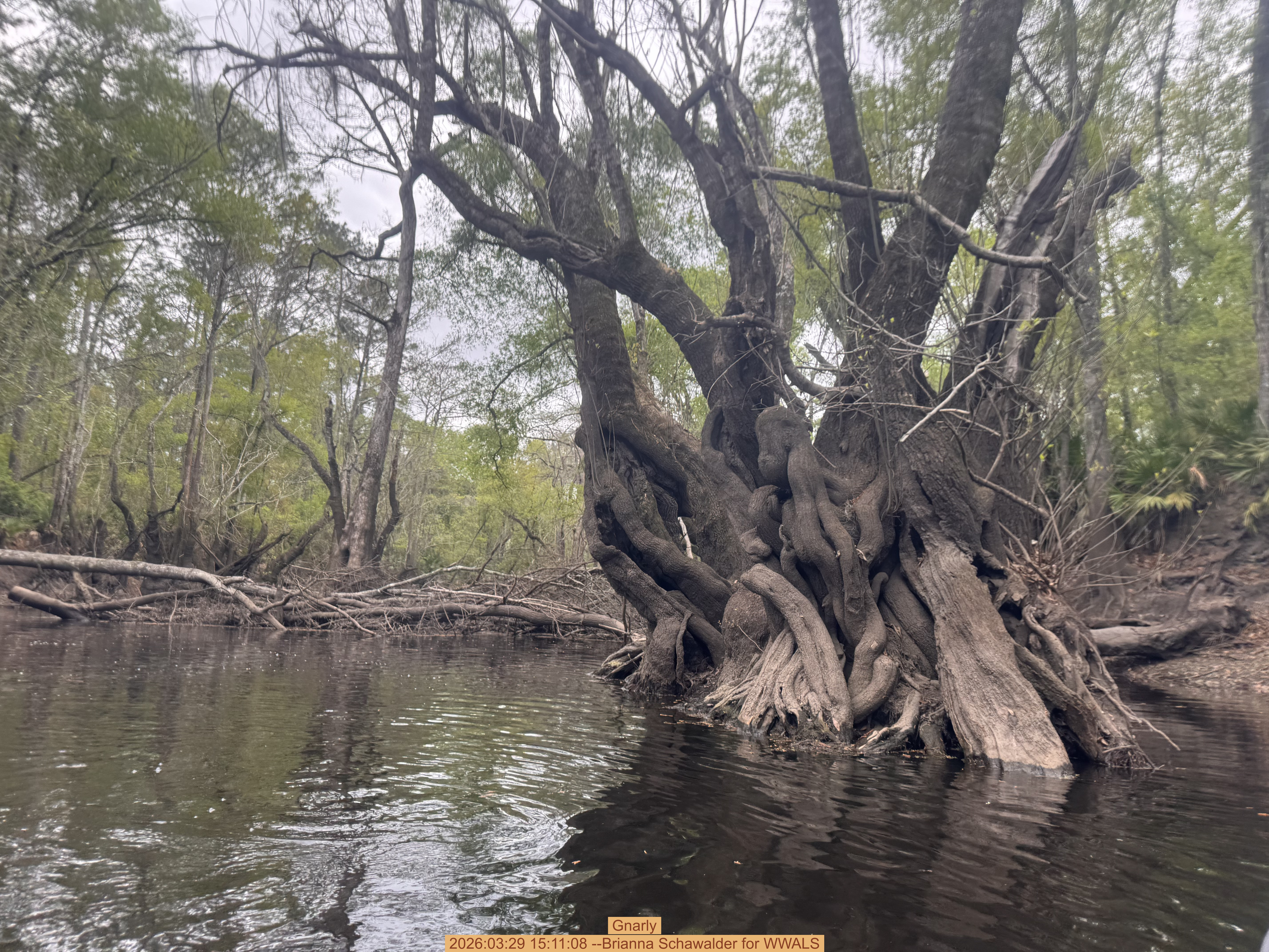 Gnarly, 2026:03:29 15:11:08 --Brianna Schawalder for WWALS