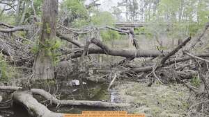 [Movie: Within sight of the US 41 Bridge, 2026:03:29 15:31:26, 30.8921817, -83.3193633 (84M) --jsq for WWALS]