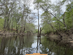 [Trees in the river, 2026:03:29 13:31:49 --Brianna Schawalder for WWALS]