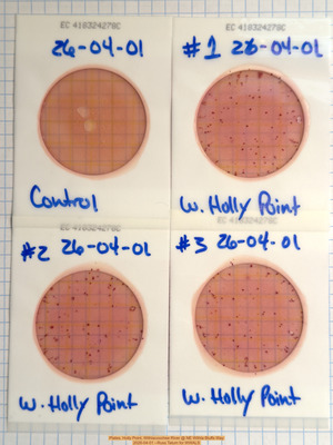 [Plates, Holly Point, Withlacoochee River @ NE Withla Bluffs Way 2026-04-01 --Russ Tatum for WWALS]