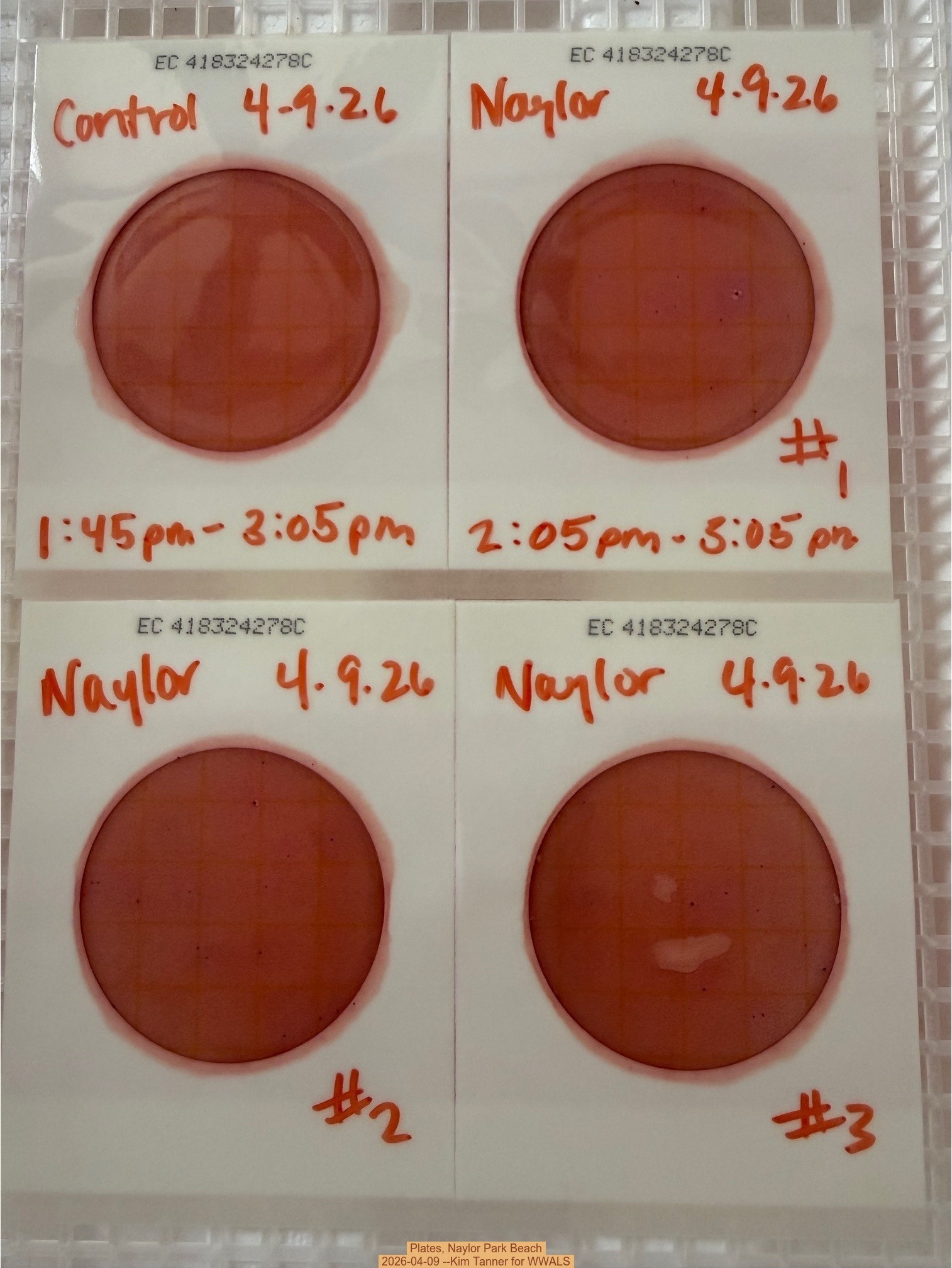 Plates, Naylor Park Beach 2026-04-09 --Kim Tanner for WWALS