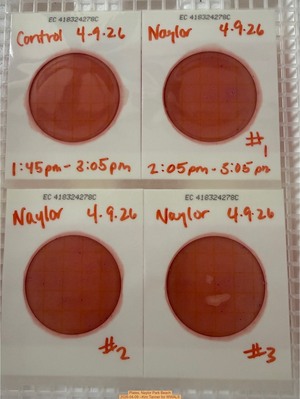 [Plates, Naylor Park Beach 2026-04-09 --Kim Tanner for WWALS]