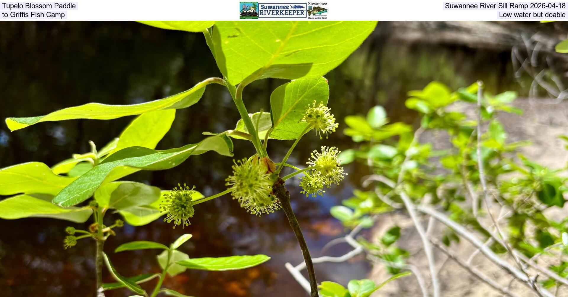 Tupelo Blossom Paddle, Suwannee River Sill Ramp 2026-04-18, to Griffis Fish Camp, Low water but doable
