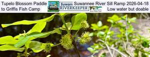 [Tupelo Blossom Paddle, Suwannee River Sill Ramp 2026-04-18, to Griffis Fish Camp, Low water but doable]