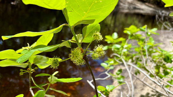 [Tupelo blossom, 2026-04-04 --Shirley Kokidko]