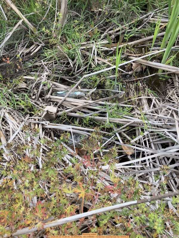 Running water, 2026:04:23 15:26:34, 30.8594528, -83.3189083 --Gretchen Quarterman for WWALS