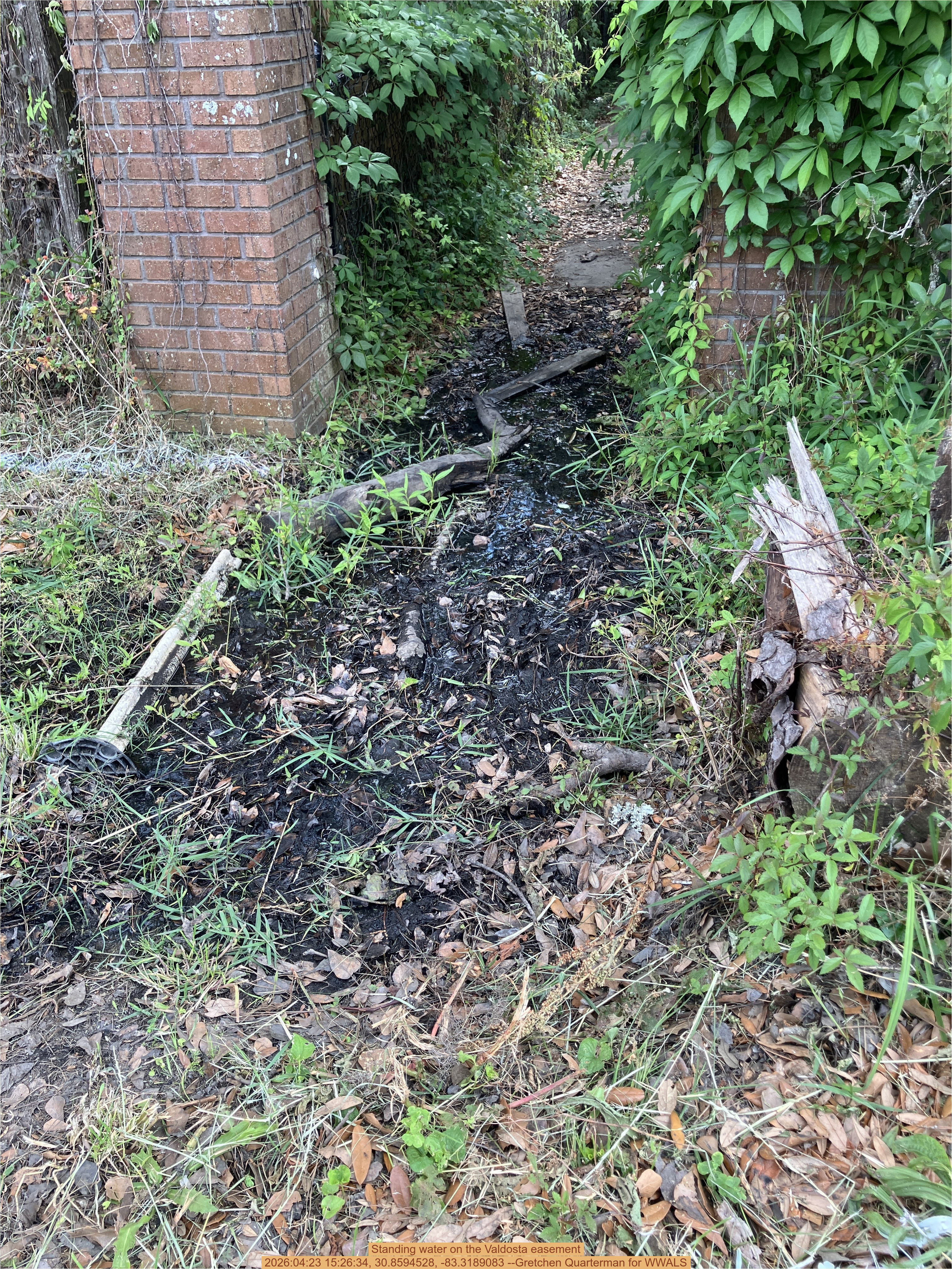Standing water on the Valdosta easement, 2026:04:23 15:26:34, 30.8594528, -83.3189083 --Gretchen Quarterman for WWALS