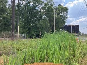 [Looking back west towards the easement, 2026:04:23 15:29:53, 30.8595361, -83.3184806 --Gretchen Quarterman for WWALS]