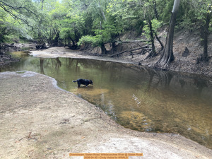 [Downstream, Staten Road, Withlacoochee River @ Staten Road 2026-04-30 --Cindy Vedas for WWALS]