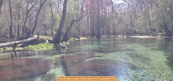 [Turtles and Waterkeepers Florida at Gilchrist Blue Spring Run, 2024-02-08, 12:36:07, 29.8311317, -82.6818305 --jsq for WWALS]