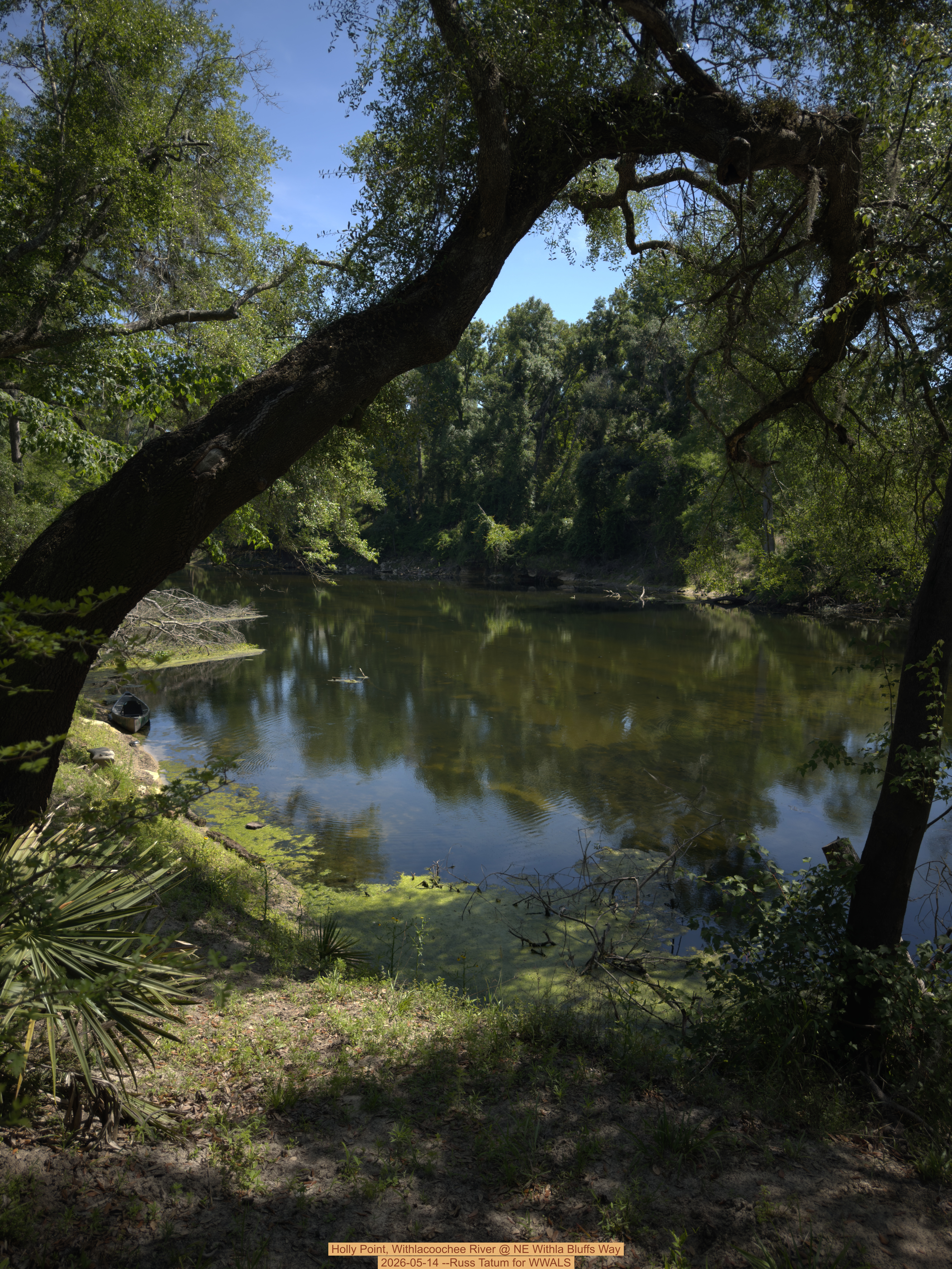 Holly Point, Withlacoochee River @ NE Withla Bluffs Way 2026-05-14 --Russ Tatum for WWALS