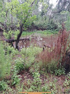 [Upstream, Langdale Park Boat Ramp, Withlacoochee River @ North Valdosta Road 2026-05-13 --Suzy Hall for WWALS]