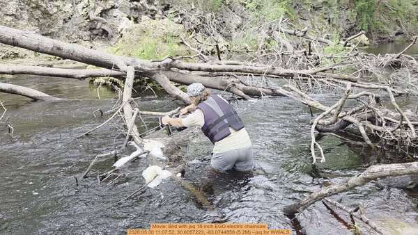 Movie: Bird with jsq 18-inch EGO electric chainsaw, 2026:05:30 11:07:52, 30.6057223, -83.0744858 (5.2M) --jsq for WWALS
