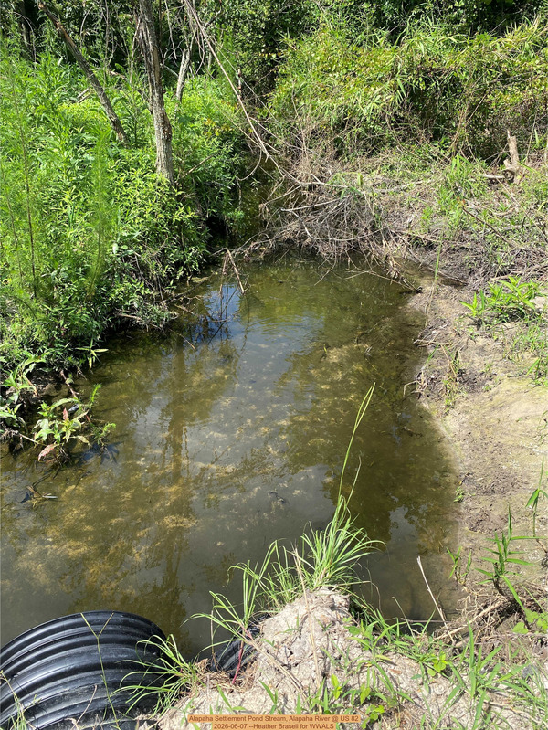 [Alapaha Settlement Pond Stream, Alapaha River @ US 82 2026-06-07 --Heather Brasell for WWALS]