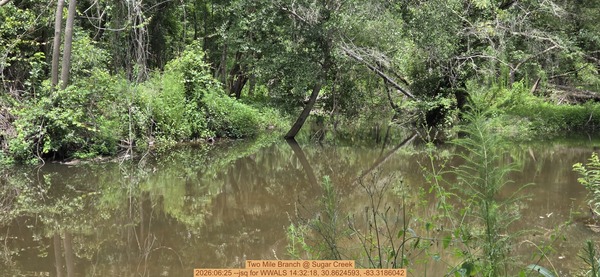 Two Mile Branch @ Sugar Creek, 2026:06:25 --jsq for WWALS 14:32:18, 30.8624593, -83.3186042