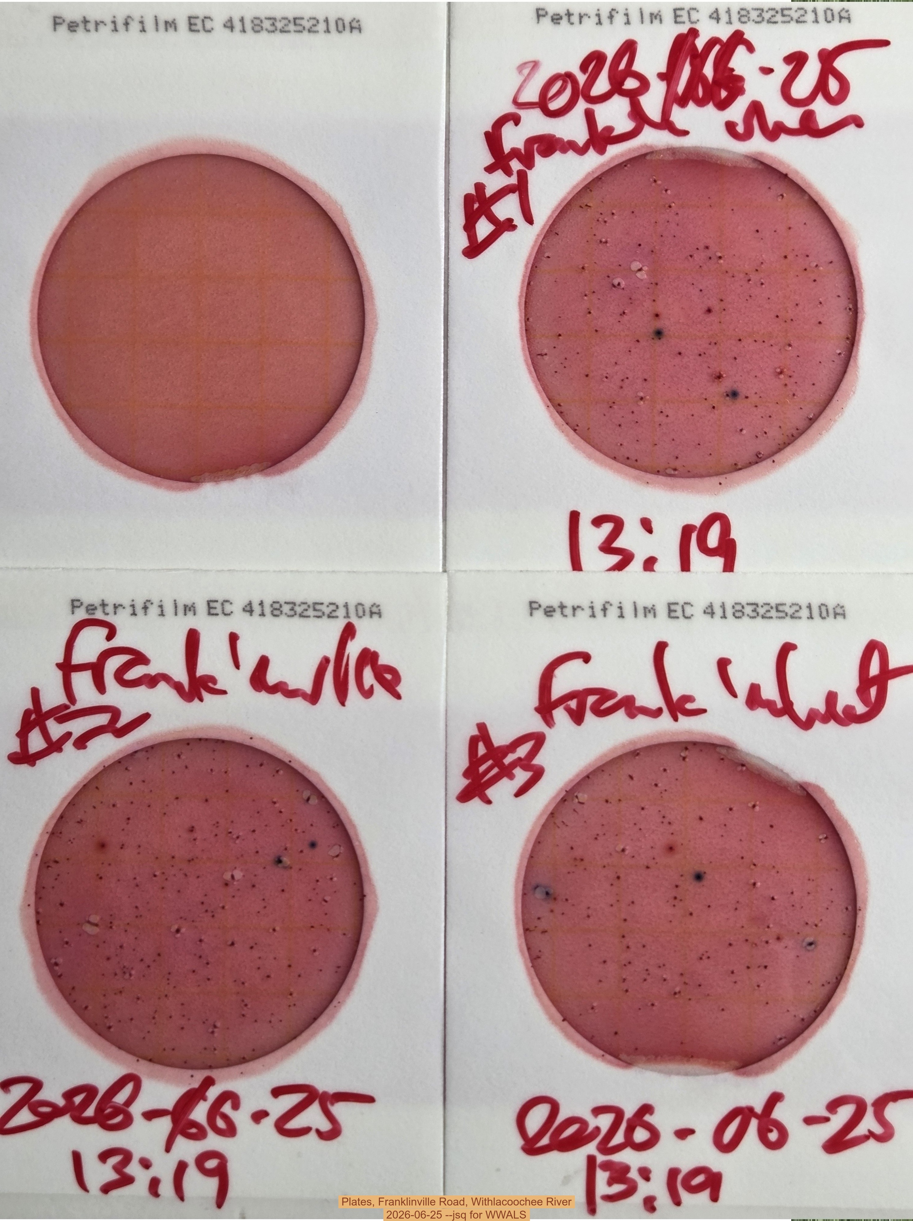 Plates, Franklinville Road, Withlacoochee River, 2026-06-25 --jsq for WWALS