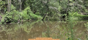 [Two Mile Branch @ Sugar Creek, 2026:06:25 --jsq for WWALS 14:32:18, 30.8624593, -83.3186042]