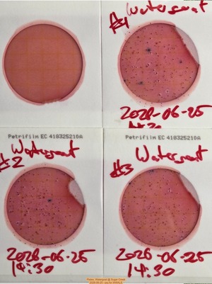 [Plates, Watergoat @ Sugar Creek, 2026-06-25 --jsq for WWALS]