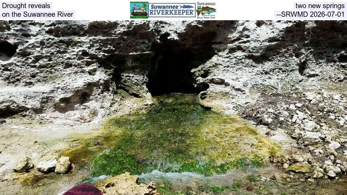 Drought reveals two new springs on the Suwannee River --SRWMD 2026-07-01