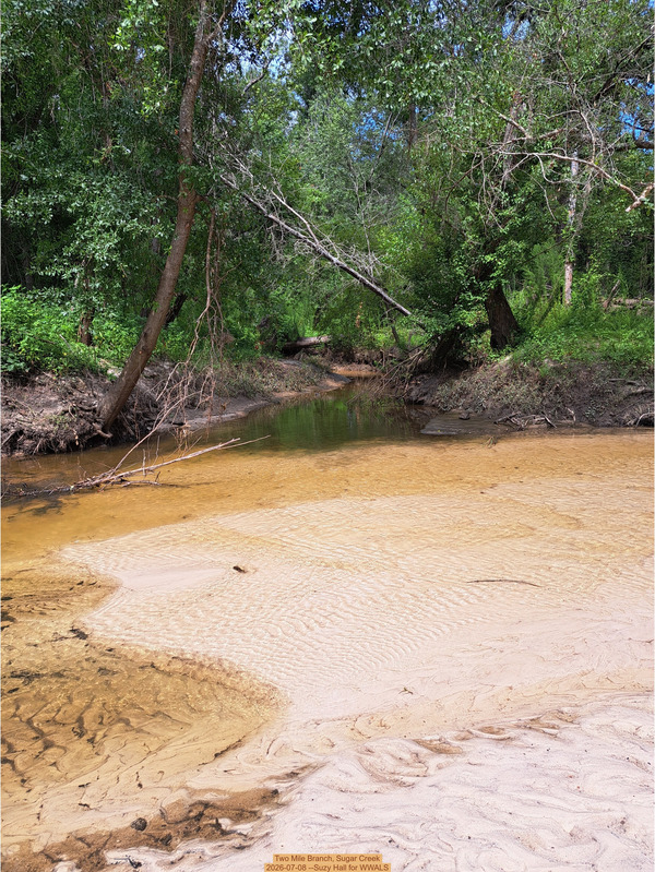 Two Mile Branch, Sugar Creek 2026-07-08 --Suzy Hall for WWALS