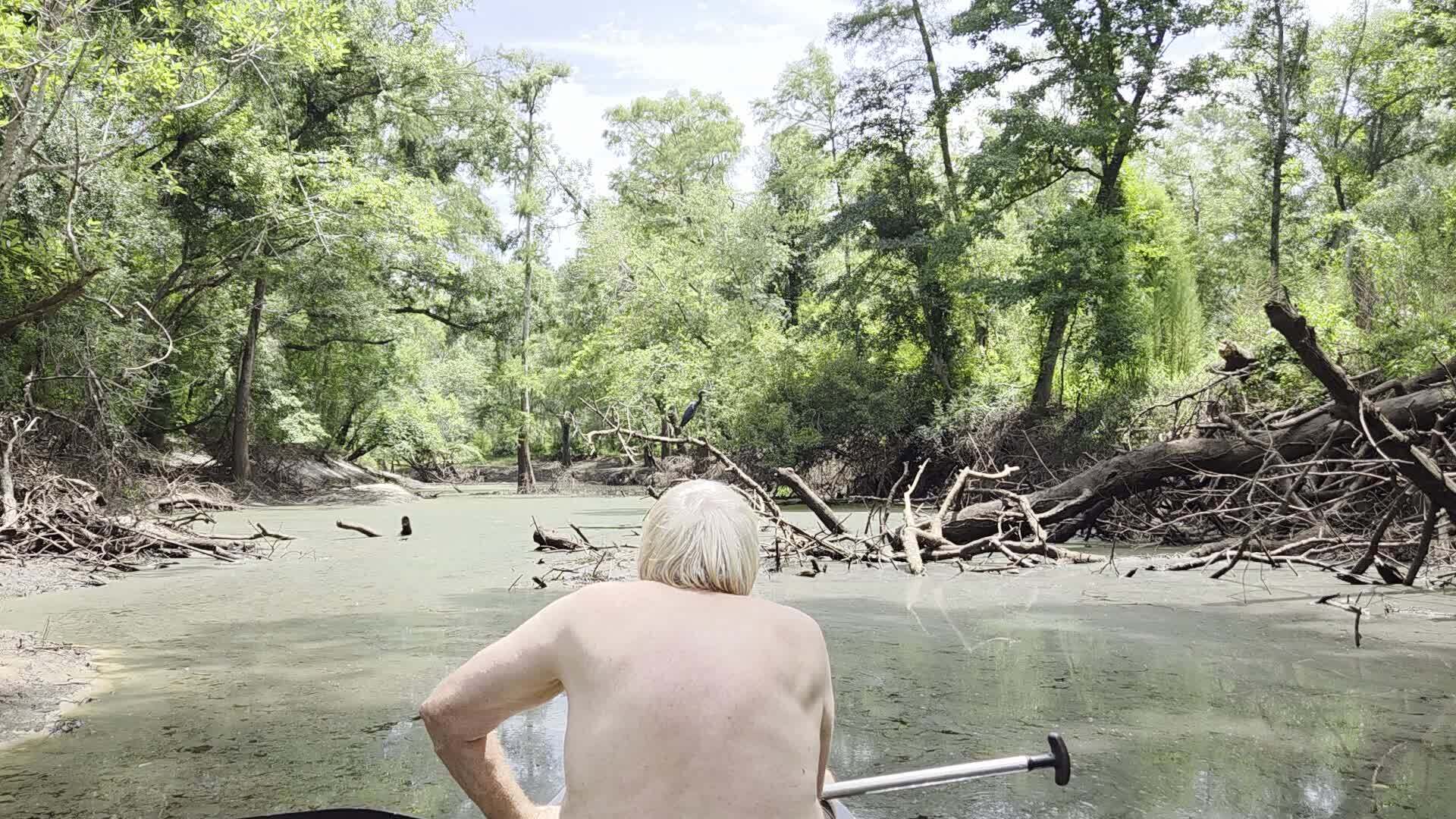 Movie: Little Blue Heron flying away, 2026:07:11 12:30:08, 30.8862689, -83.3244982 (20M)