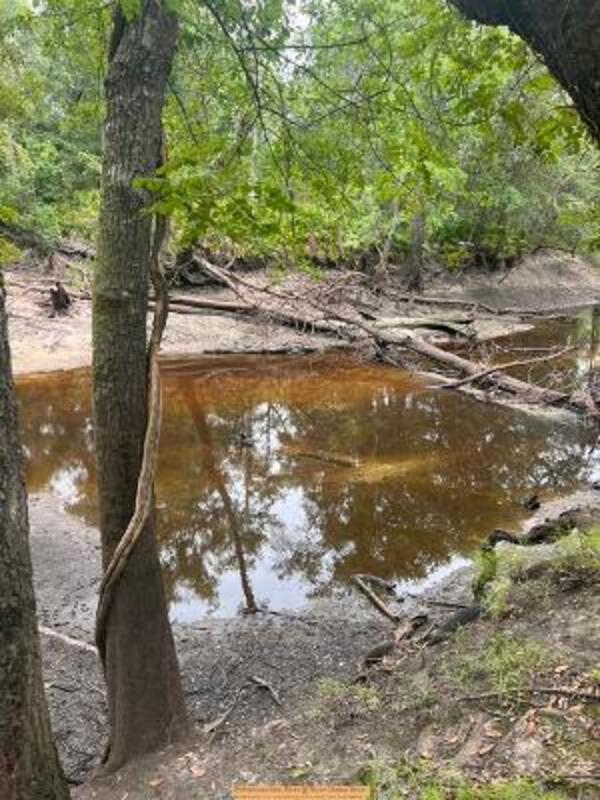 [Withlacoochee River @ River Chase Drive 2026-07-17 --Jimmy LeFiles for WWALS]
