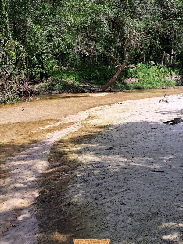 Upstream, Sugar Creek @ WaterGoat 2026-07-22 --Suzy Hall for WWALS