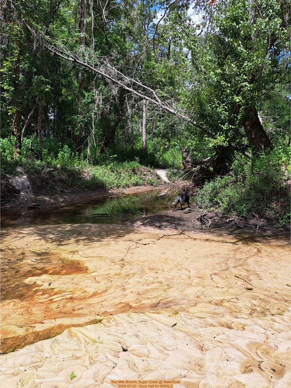 Two Mile Branch, Sugar Creek @ WaterGoat 2026-07-22 --Suzy Hall for WWALS