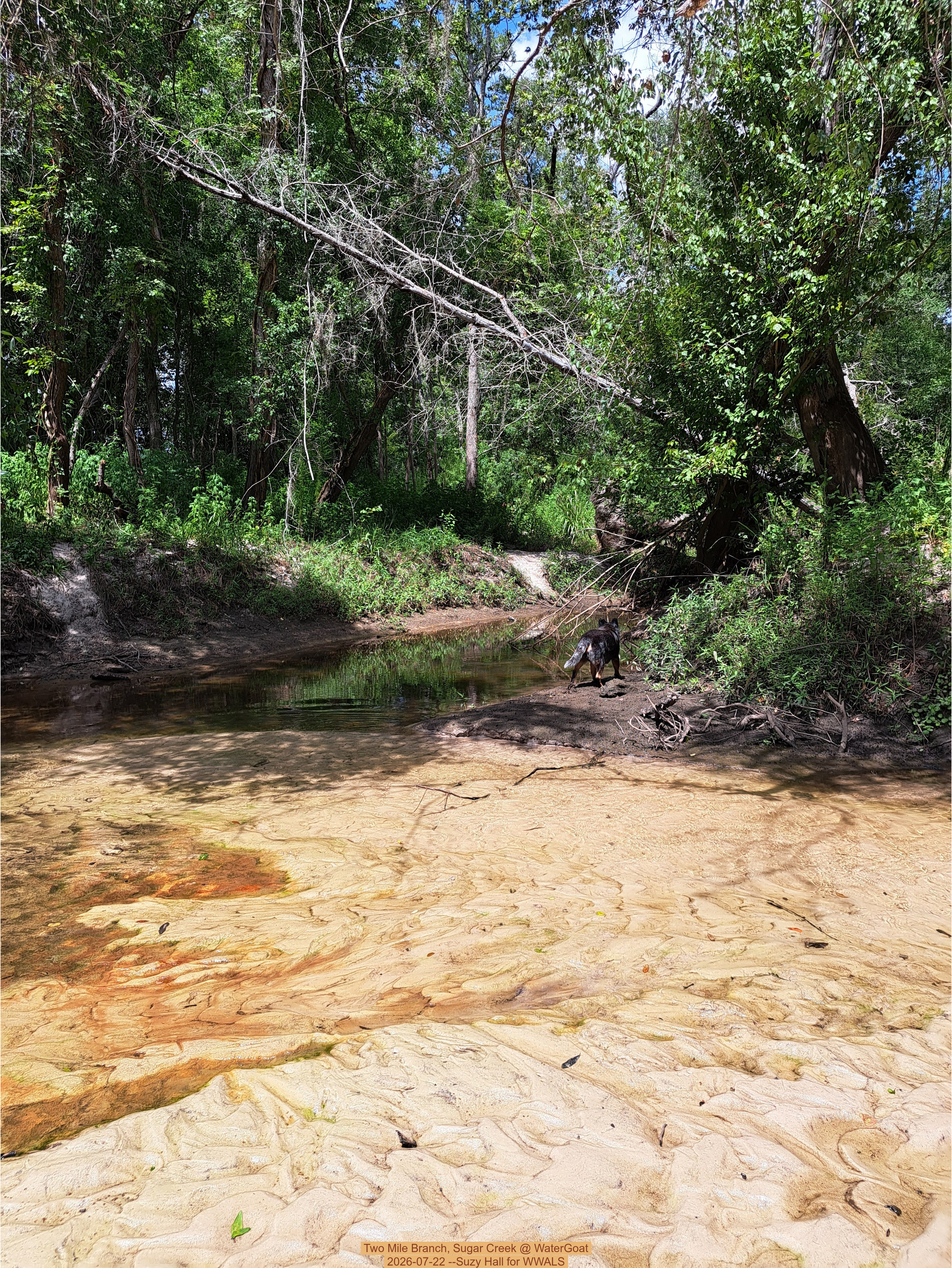 Two Mile Branch, Sugar Creek @ WaterGoat 2026-07-22 --Suzy Hall for WWALS