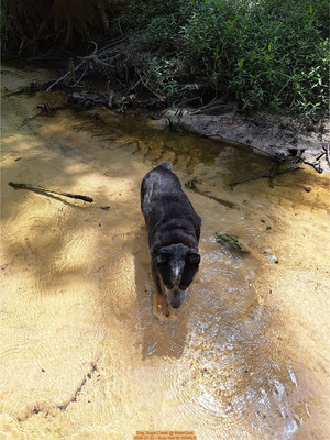 [Dog, Sugar Creek @ WaterGoat 2026-07-22 --Suzy Hall for WWALS]