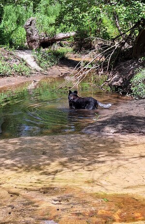 [Cool, Sugar Creek @ WaterGoat 2026-07-22 --Suzy Hall for WWALS]
