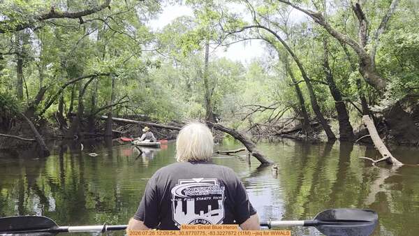 Movie: Great Blue Heron, 2026:07:26 12:09:54, 30.8770775, -83.3227872 (11M) --jsq for WWALS