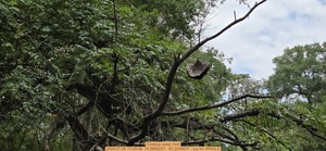 [Closeup wasp nest, 2026:07:26 13:59:08, 30.8868257, -83.3240631 --jsq for WWALS]