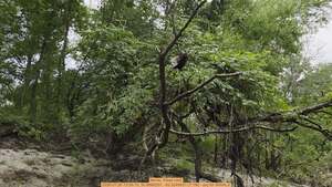 [Movie: Wasp nest, 2026:07:26 13:59:10, 30.8868257, -83.3240631 (7.1M) --jsq for WWALS]