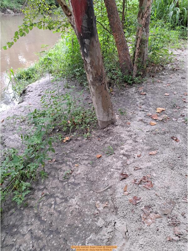 Recently washed, Sugar Creek @ WaterGoat 2026-08-26 --Suzy Hall for WWALS