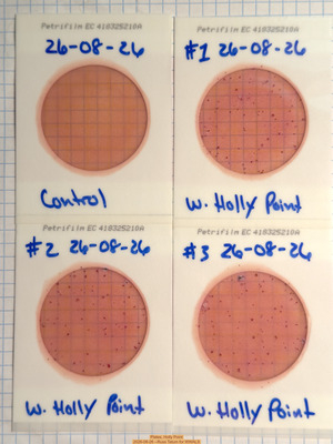 [Plates, Holly Point 2026-08-26 --Russ Tatum for WWALS]