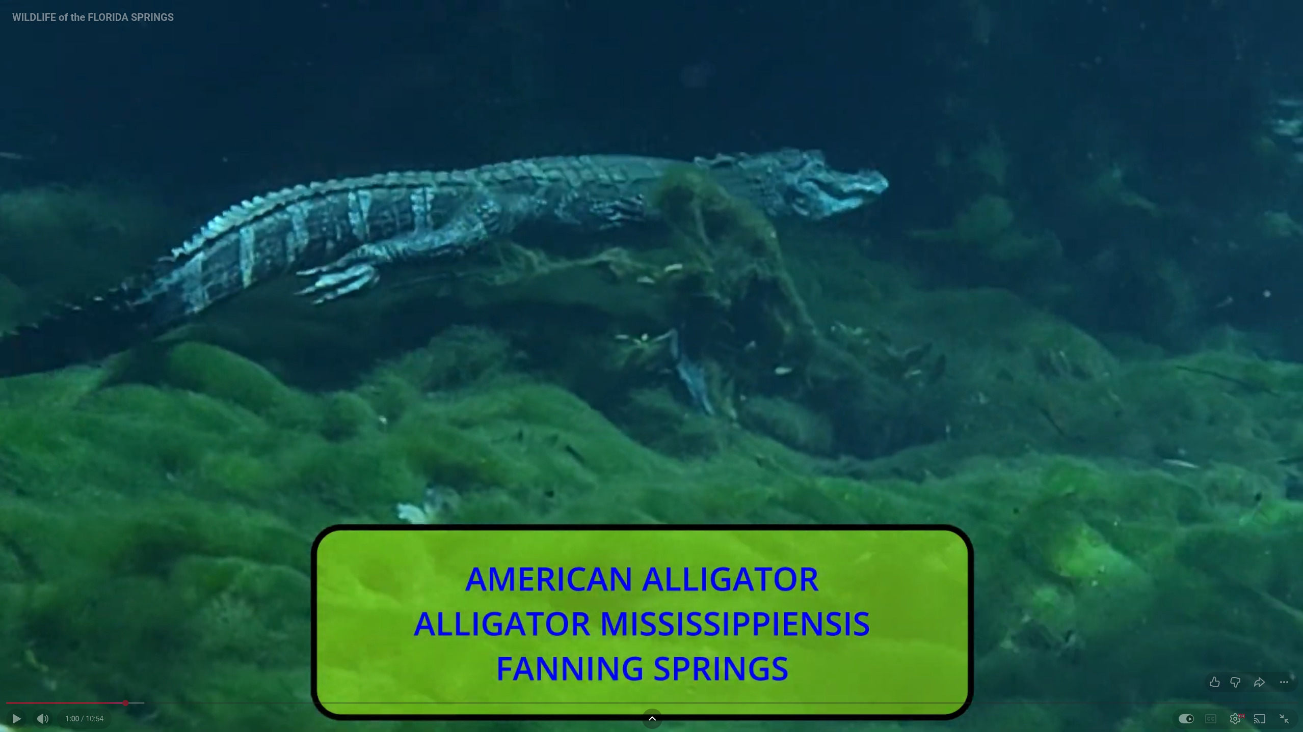Alligator swimming