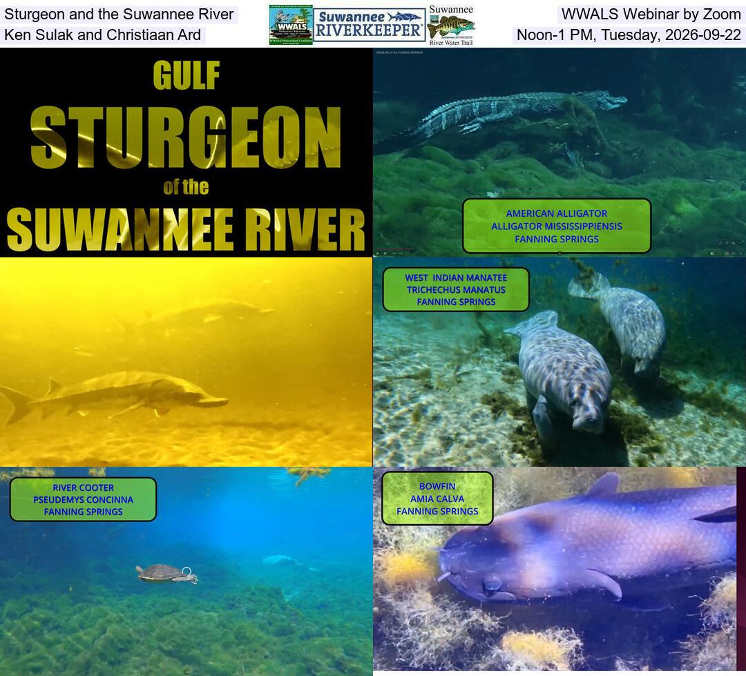 Sturgeon and the Suwannee River, WWALS Webinar by Zoom, Ken Sulak and Christiaan Ard, Noon-1 PM, Tuesday, 2026-09-22