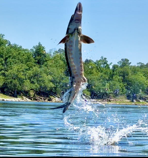 Sturgeon jumping